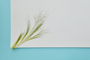 Piece of paper on a blue background decorated with a green branch. Flat lay
