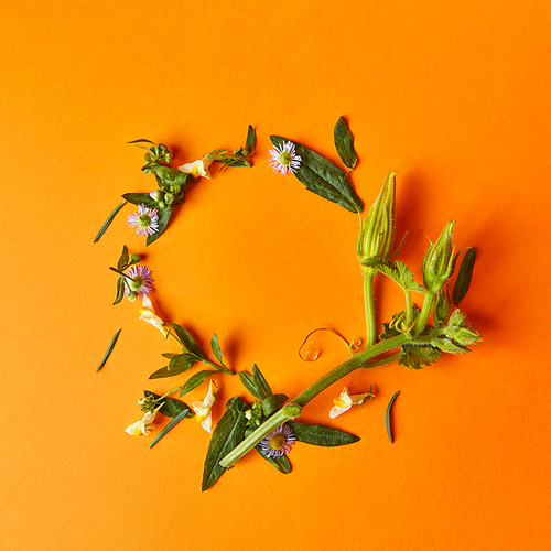 a round frame of autumnal flowers of green leaves and a pumpkin stalk on an orange background flat lay