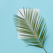 Palm branch covering empty white space on a blue background copy of space with space under the text flat lay