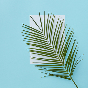 Palm branch covering empty white space on a blue background copy of space with space under the text flat lay