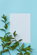 Vertical white frame with a green branches in the corner on a blue background with copy space under the text flat lay