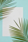 Angular frame decorated with palm leaves. White space can be used for any emotion ideas