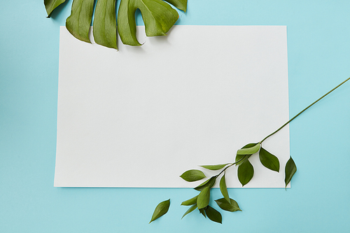 Frame on a blue background decorated with wohlach leaves flat lay