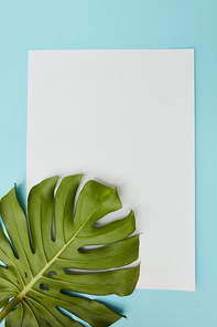 piece of cardboard decorated with a leaf of Monstera on a blue background copy of the space can be used to write your ideas, emotions, etc. flat lay