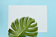 Horizontal frame decorated with a leaf of Monstera on a blue background copy of the space can be used to write your ideas, emotions, etc. flat lay