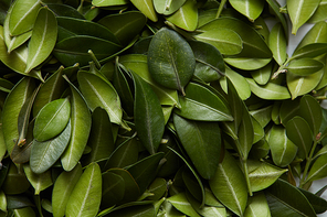 Detail view of fresh green leaves. Natural background for postcard with copy space