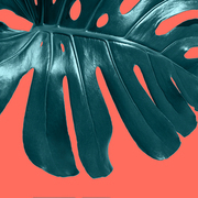 Close up view of branch green Monstera plant Philodendron leaf isolated on a color Living Coral background. Top view. Creative natural layout.