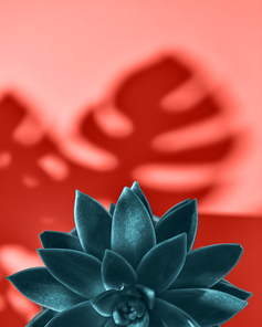 Creative composition with evergreen succulent plant with pattern shadows leaf Monstera on a color Living Coral background, place for text. Top view.