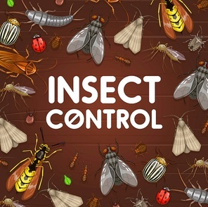 Pest control and insect disinsection. Mosquito, cockroach, ant and spider, bedbug, fly, tick and grain moth, wasp, aphid, colorado beetle, ladybug and earwig vector frame border on wooden background