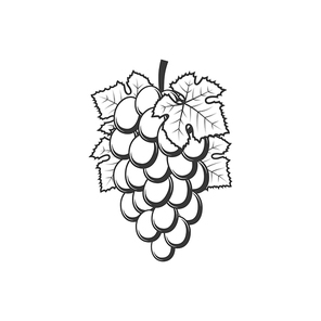 Cluster of grape with leaves isolated monochrome icon. Vector bunch of grapery berries