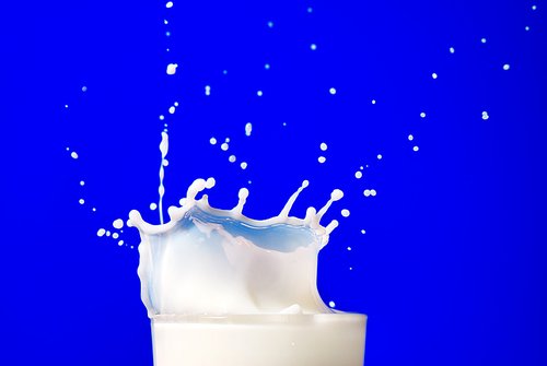Milk splash isolated on blue