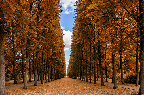 A beautiful endless alley of tall trees lead to the horizon in autumn
