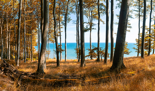 A view of thick deciduous in fall colors with blue ocean behind