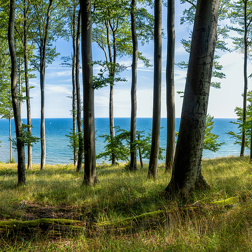 A view of thick deciduous forest with lush green vegetation and blue ocean behind
