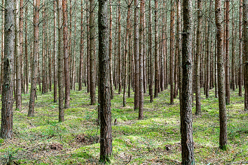 A view of the endless conifer forests in Mueritz National Park in northern Germany
