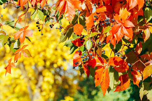 Yellow And Red Leaves On Autumn Sunny Weather
