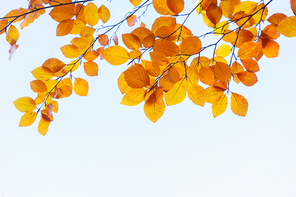 fall yellow leaves on the sky, natural background