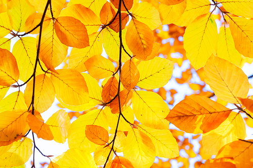 fall yellow cherry leaves bokeh background with sun beams