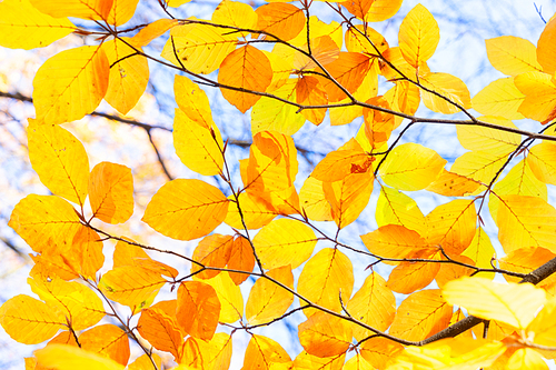 fall yellow and orange cherry leaves bokeh background with sun beams