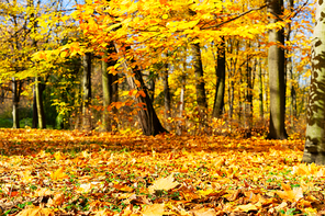 Fresh yellow maple fall tree foliage in park