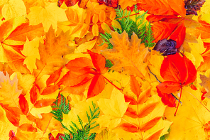 Natural multicolored fall leaves textured background, top view toned