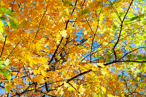 fall yellow leaves and twigs in blue sky bokeh background with sun beams