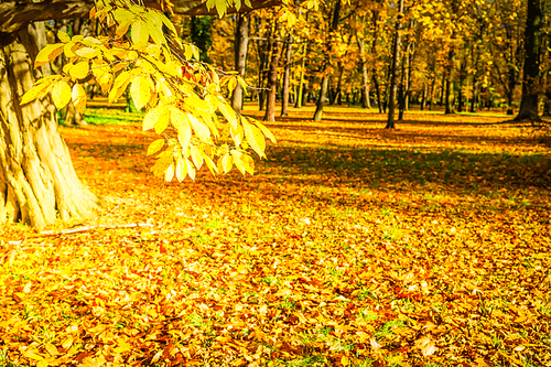 fall forest landscape with yellow trees and fallen leaves on the ground, fall seasonal background