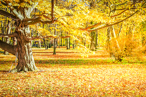 fall forest landscape with yellow trees and fallen leaves on the ground, fall seasonal background, retro toned