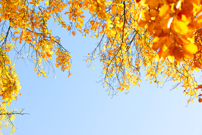 fall yellow leaves on the sun, natural background, copy space on blue sky