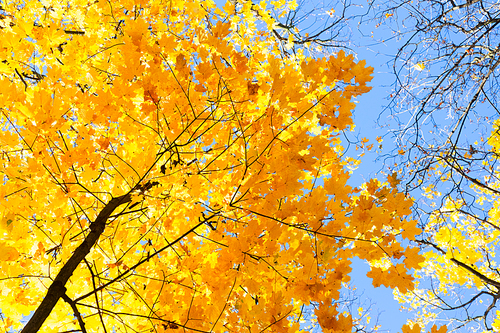 fall yellow leaves and twigs in blue sky bokeh background