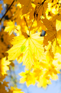 fall yellow leaves and blue sky and tree branches bokeh background with sun beams close up, retro toned