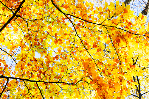 fall yellow and orange cherry leaves bokeh background with sun beams