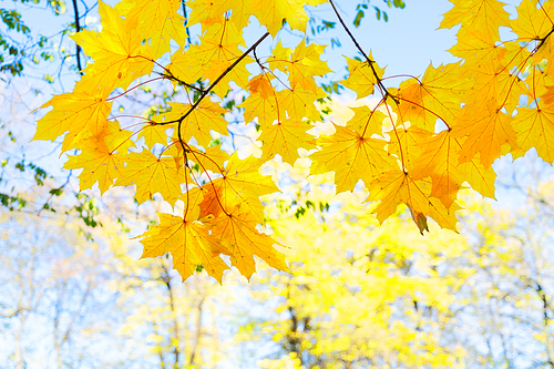 fall yellow leaves and blue sky and tree branches bokeh background with sun beams