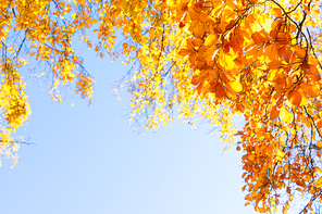 fall yellow leaves on the sun, natural background, copy space on blue sky