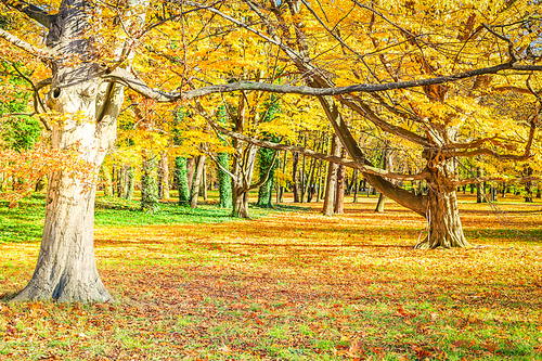 fall forest landscape with yellow trees and leaves on the ground, fall seasonal background, retro toned
