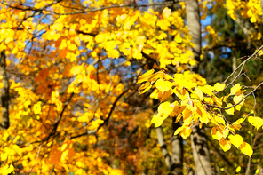 Fresh yellow maple fall tree foliage on park, retro toned