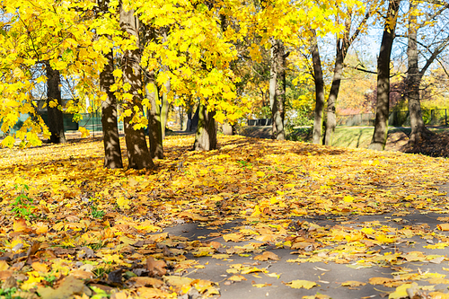 Fresh yellow maple fall tree foliage on park