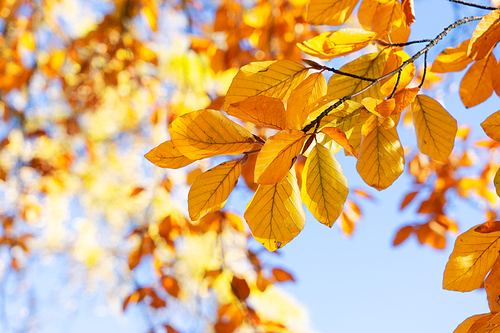 fall yellow leaves on the sunny pale sky background, fall natural seasonal background