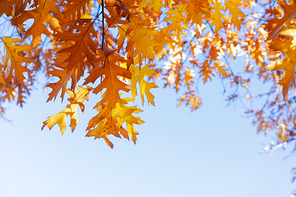 fall yellow oak leaves bokeh background with sun beams on blue sky