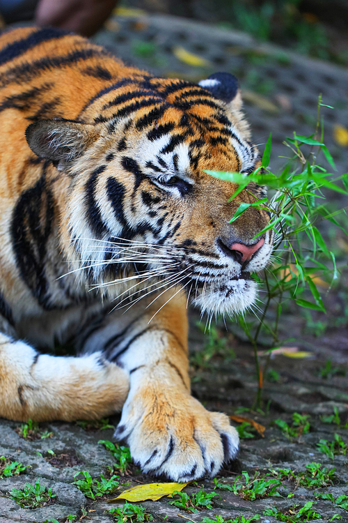 Sumatran tiger laying on ground and sniffing plant