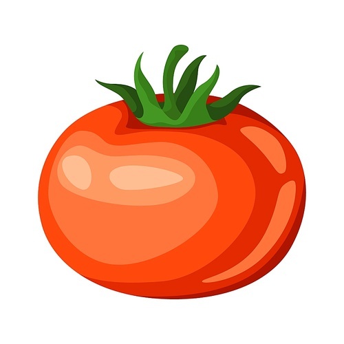 Illustration of red ripe tomato. Agricultural farm item. Isolated vegetable.