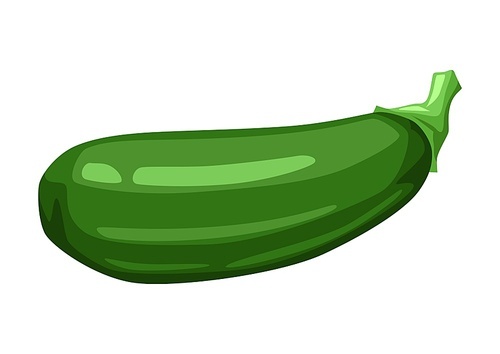 Illustration of green ripe zucchini. Agricultural farm item. Isolated vegetable.