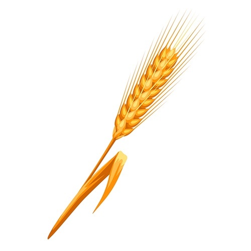 Illustration of ripe wheat ear. Agricultural natural emblem.