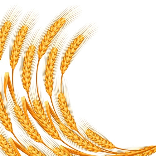 Background with wheat. Agricultural image natural golden ears of barley or rye.