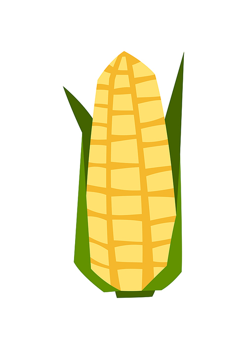 Illustration of ripe corn cob. Agricultural stylized plant. Harvesting season item.