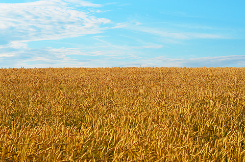 Wheat field sunny day under blue sky