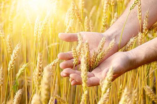 Wheat ears and the farmer hand. Harvest concept
