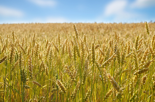 Wheat field sunny day under blue sky