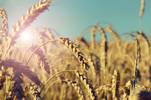 Wheat ears sunny day under blue sky