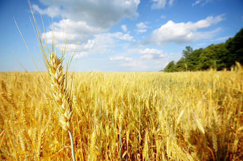 Wheat field summer sunny day under cloudy blue sky